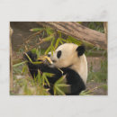Search for panda lovers postcards Animal