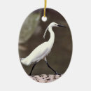 Search for egret ornaments Photography