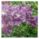 Search for light purple tiles Ceramic