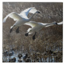 Recherche de cygnes carreaux Faune