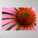 Search for coneflowers posters Summer