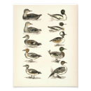 Recherche de chasse de canard posters Amérique