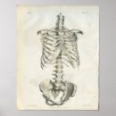 Search for skeleton anatomy posters Medical