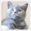 Search for british shorthair cat stickers Kitten