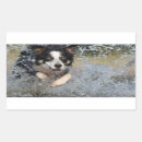 Search for border collie stickers Pet