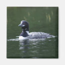 Search for loons magnets Wildlife