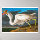 Search for ornithologist posters Wildlife