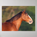 Search for clydesdale horse art Headshot