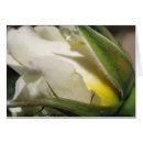 Recherche de timbre poste blanc posters Rose