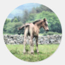 Search for horse foal stickers Farm animals
