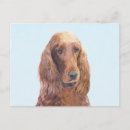 Recherche de setter cartes postales Dog