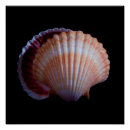 Recherche de coquille posters Mollusque