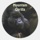 Recherche de gorilla autocollants Bandes