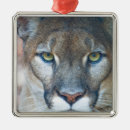 Search for mountain lion ornaments Animal