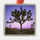 Search for joshua ornaments Sunset