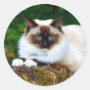 Search for house pets stickers Feline