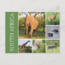 Recherche de kruger cartes postales Éléphant