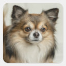 Search for long haired chihuahua stickers Puppies
