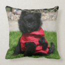 Recherche de spitz coussins Chiot