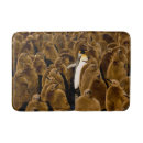 Search for penguin bath mats Animals in the wild