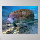 Search for manatee posters Florida