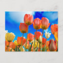 Recherche de tulipe cartes postales Hollande