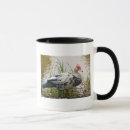 Recherche de canards sauvages tasses Oiseaux