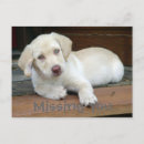 Search for yellow labrador retriever postcards Cute