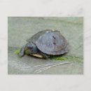 Search for digital turtles postcards Nature