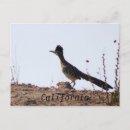 Recherche de roadrunners cartes postales Conducteur