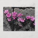 Recherche de viollet cartes postales Fleurs violettes