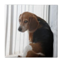 Recherche de position carreaux Chien