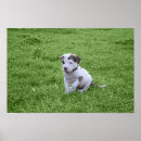 Search for pit bull puppy posters Bully