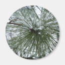 Search for pine needle magnets Nature