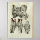 Search for knee art Anatomy