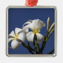 Recherche de plumeria ornaments Flore