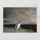Recherche de magellan cartes postales Nature