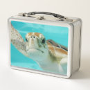 Search for sea turtle lunch boxes Ocean