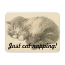 Search for nap magnets Kitten