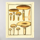 Recherche de champignon vintage art Imprimer