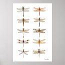 Search for dragonfly flying posters Insect