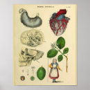 Recherche de anatomie coeur art Vintage