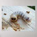 Search for beetle bug posters Insect