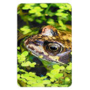 Recherche de mignons grenouille magnets Grenouilles