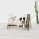 Search for border collies cards Border collie puppy
