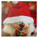 Recherche de frise bichon carreaux Animal