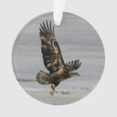 Search for hawk ornaments Nature