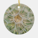 Search for oyster ornaments Nature