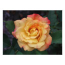Recherche de beautiful pink rose posters Nature