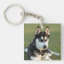 Search for siberian husky keychains Pet